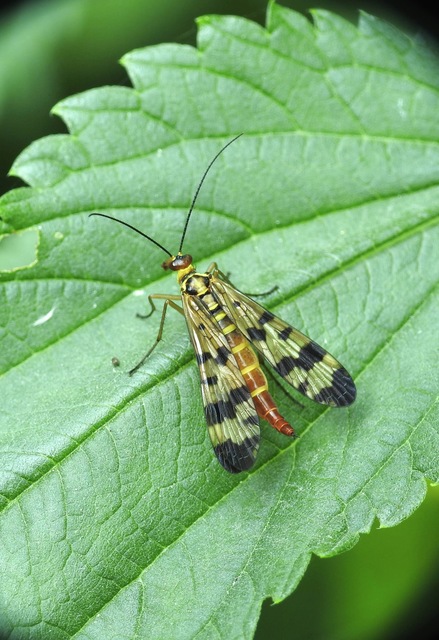 Panorpa vulgaris