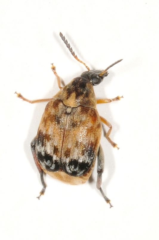 Megabruchidius tonkineus - tarka lepényfazsizsik