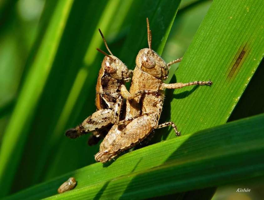 Pezotettix giornae - kis hegyisáska
