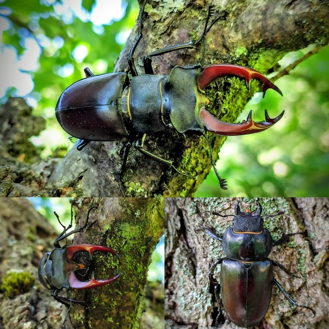 Lucanus cervus - nagy szarvasbogár