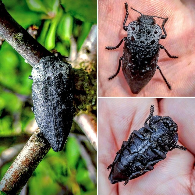 Capnodis tenebrionis - kökény-tükrösdíszbogár