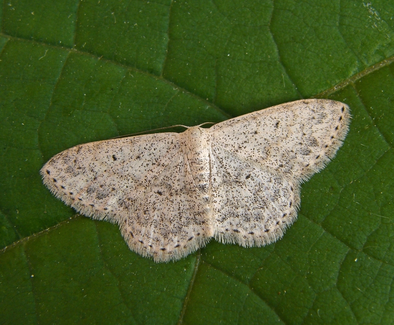 Scopula marginepunctata - pettyes sávosaraszoló