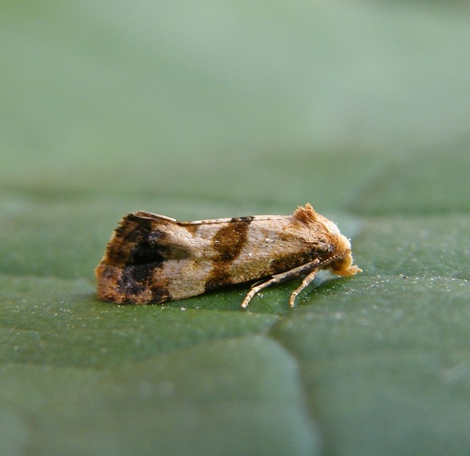 Phalonidia contractana - pipitér-fúrómoly