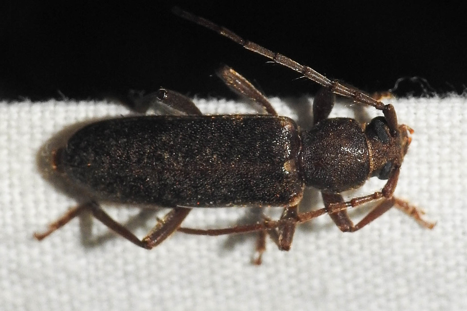 Trichoferus campestris - szállóvendég éjicincér