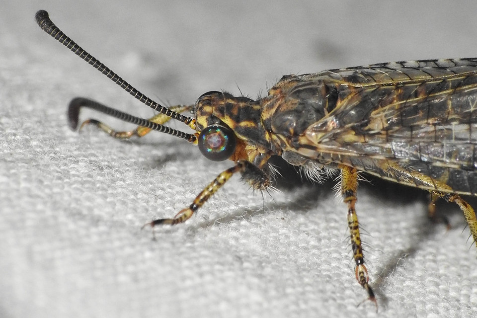 Distoleon tetragrammicus - négyfoltos hangyaleső