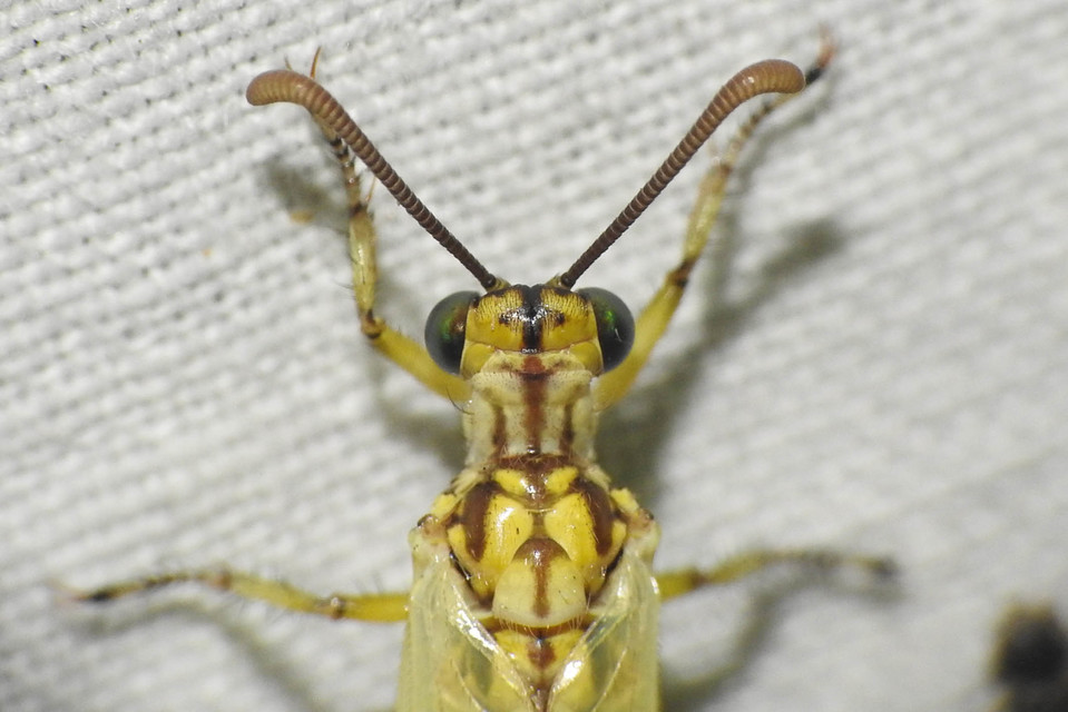Myrmecaelurus trigrammus - hangyafarkas