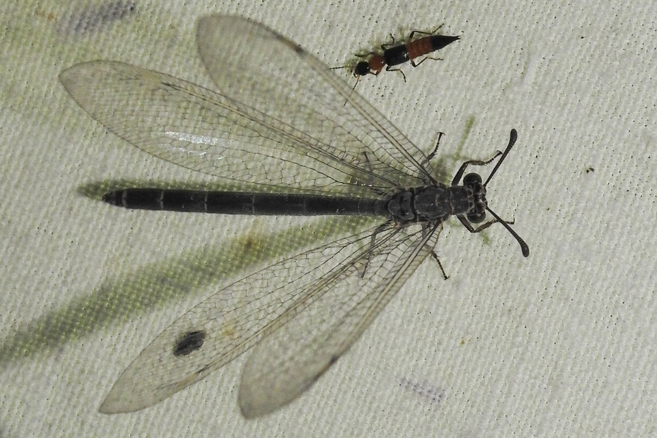 Myrmeleon
