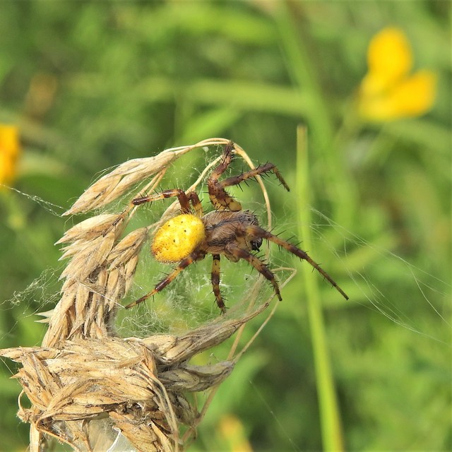Araneus quadratus - négyes keresztespók