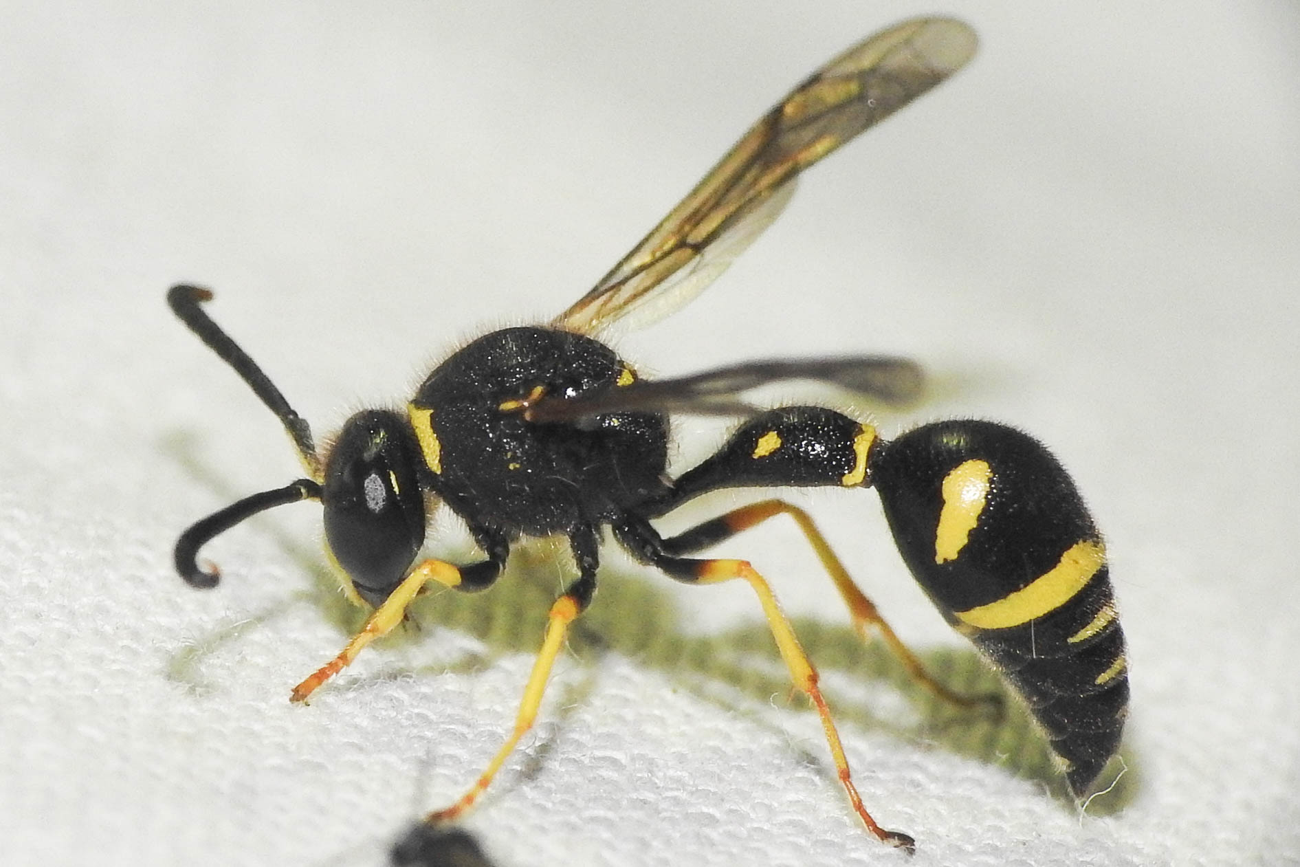 Eumenes pedunculatus