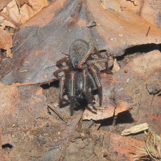 Amaurobius