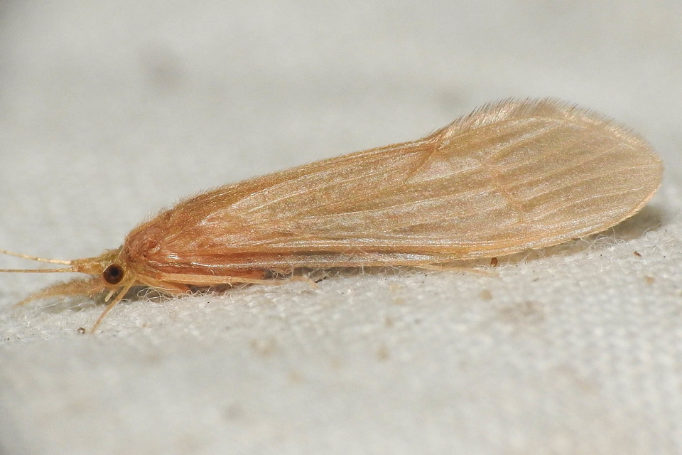 Oecetis