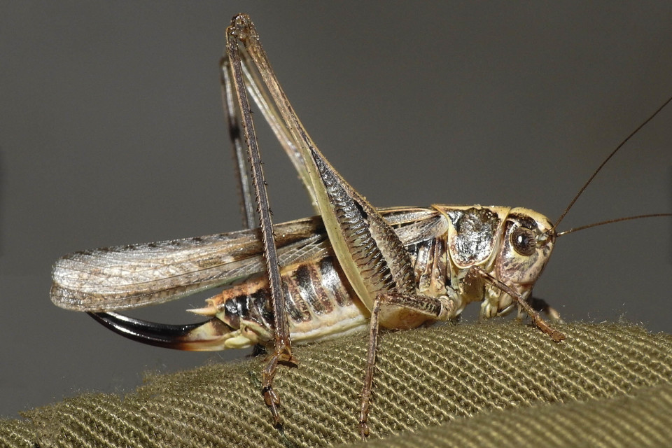 Platycleis affinis - púposhasú rétiszöcske