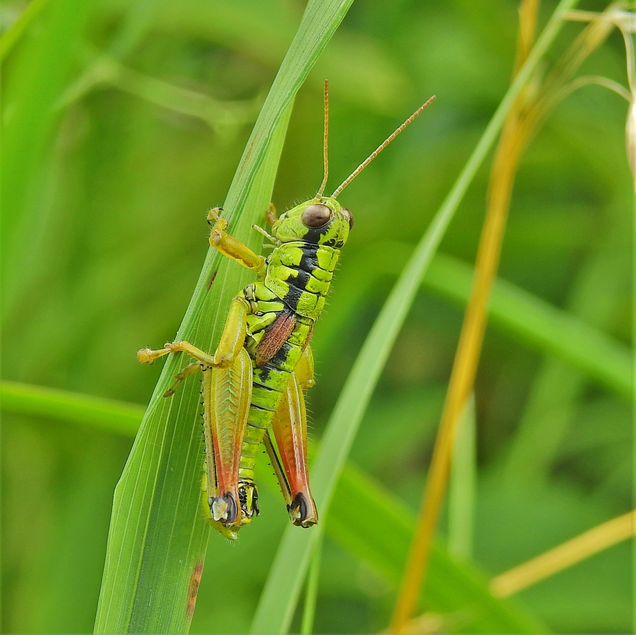 Pseudopodisma nagyi - Nagy-hegyisáska
