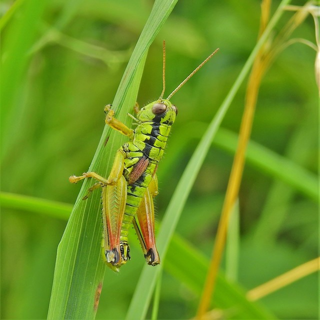 Pseudopodisma nagyi - Nagy-hegyisáska