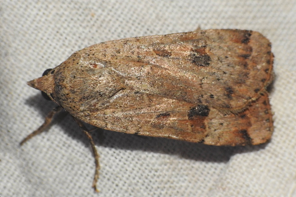 Noctua interposita - köztes sárgafűbagoly