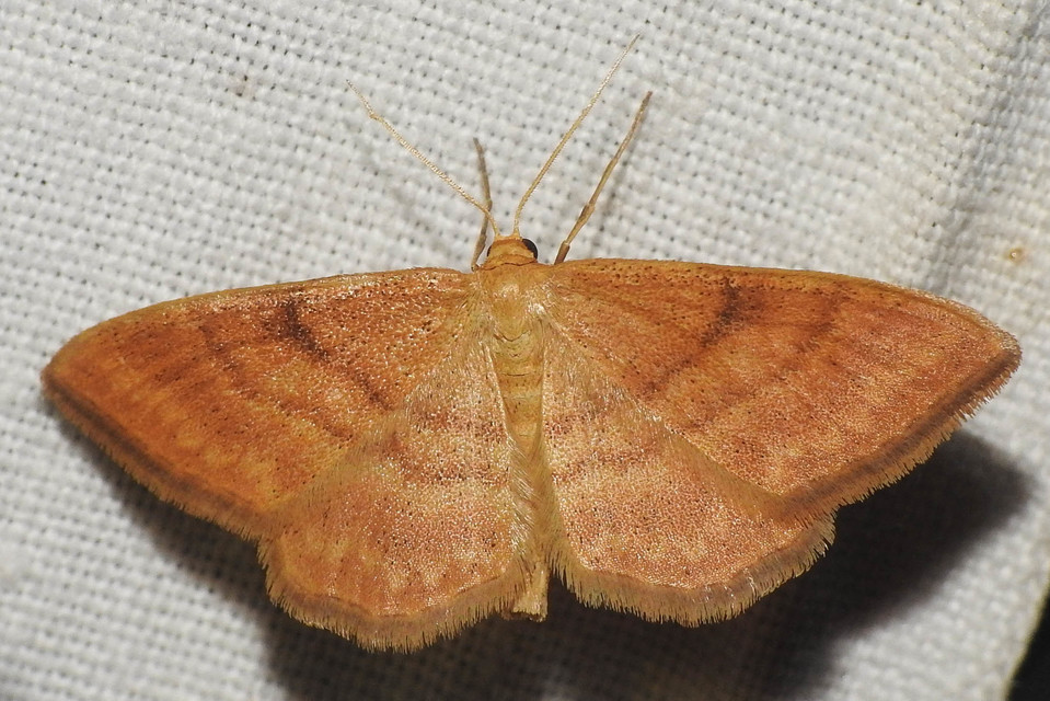 Idaea serpentata - kis sávosaraszoló