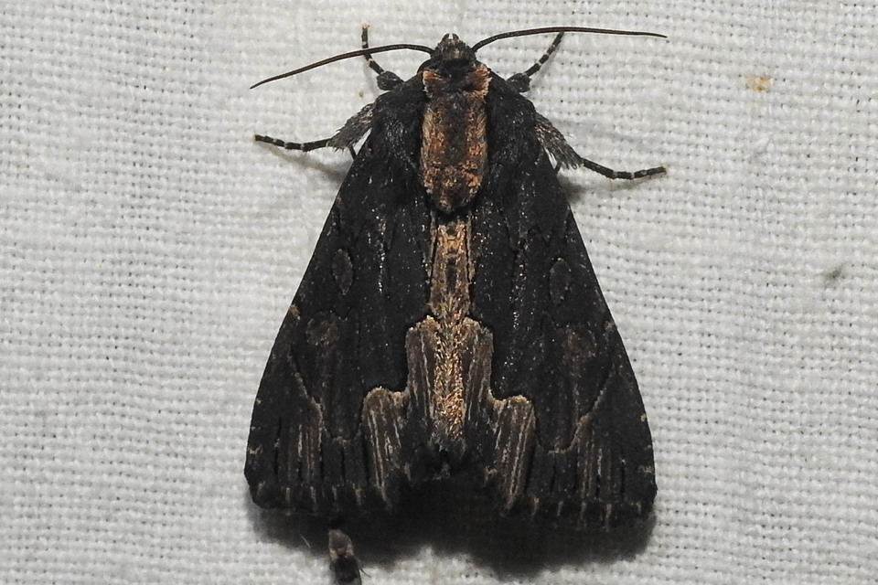 Dypterygia scabriuscula - szurokbarna nyáribagoly