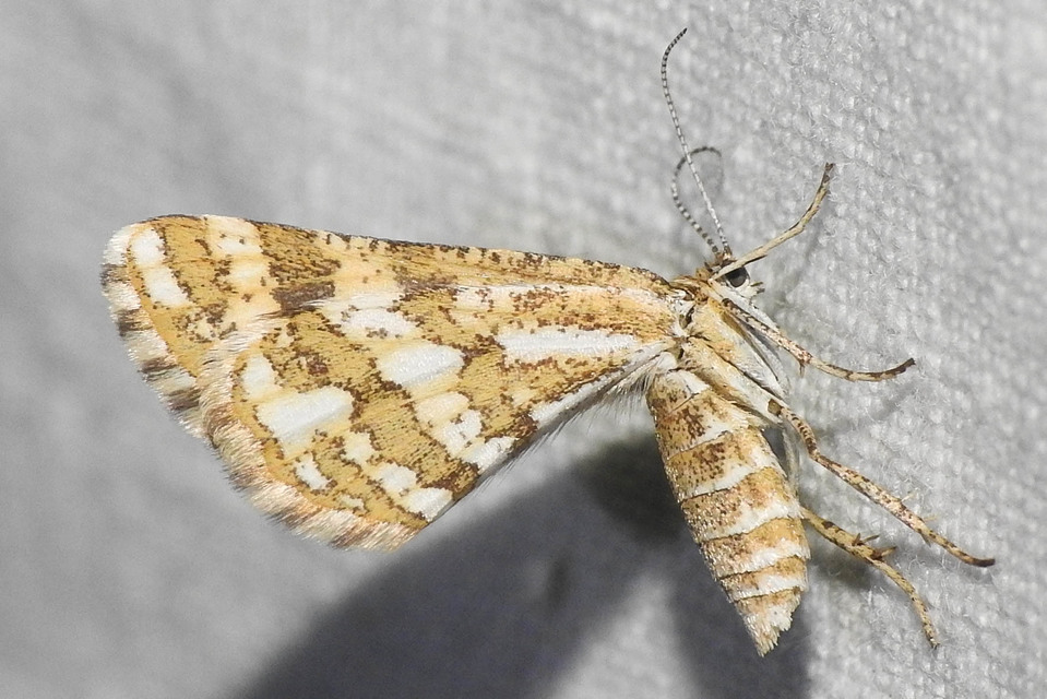 Narraga fasciolaria/tessularia