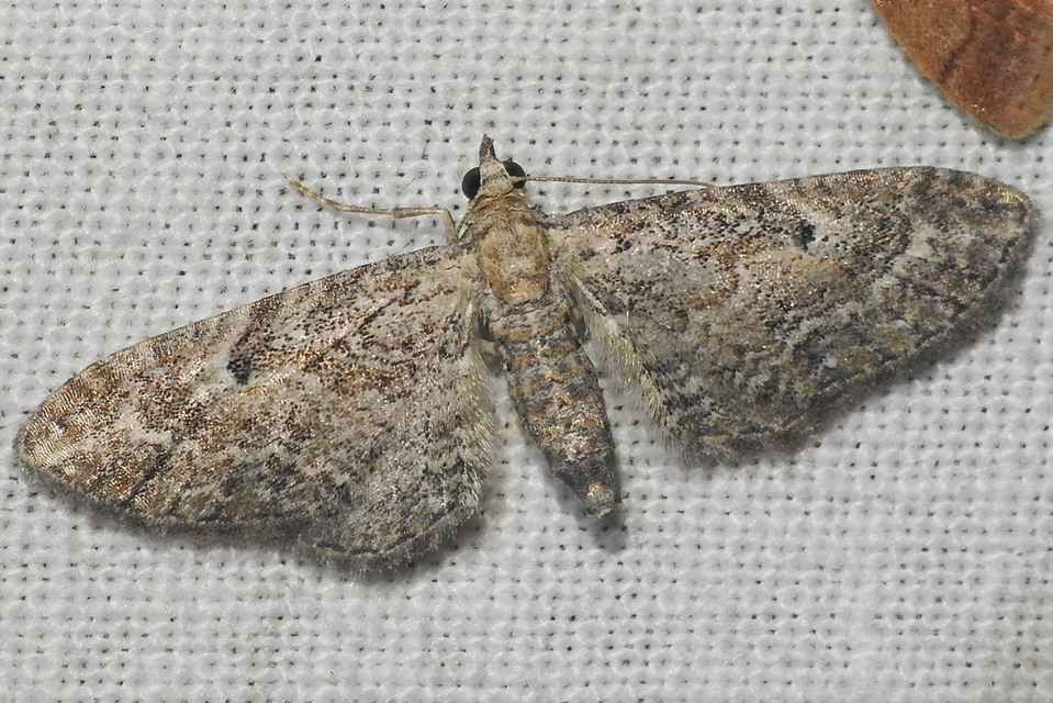 Eupithecia millefoliata - cickafark-törpearaszoló