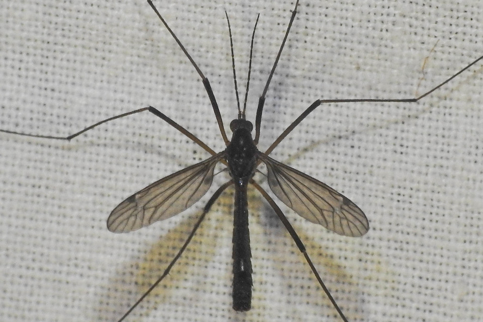 Nigrotipula nigra