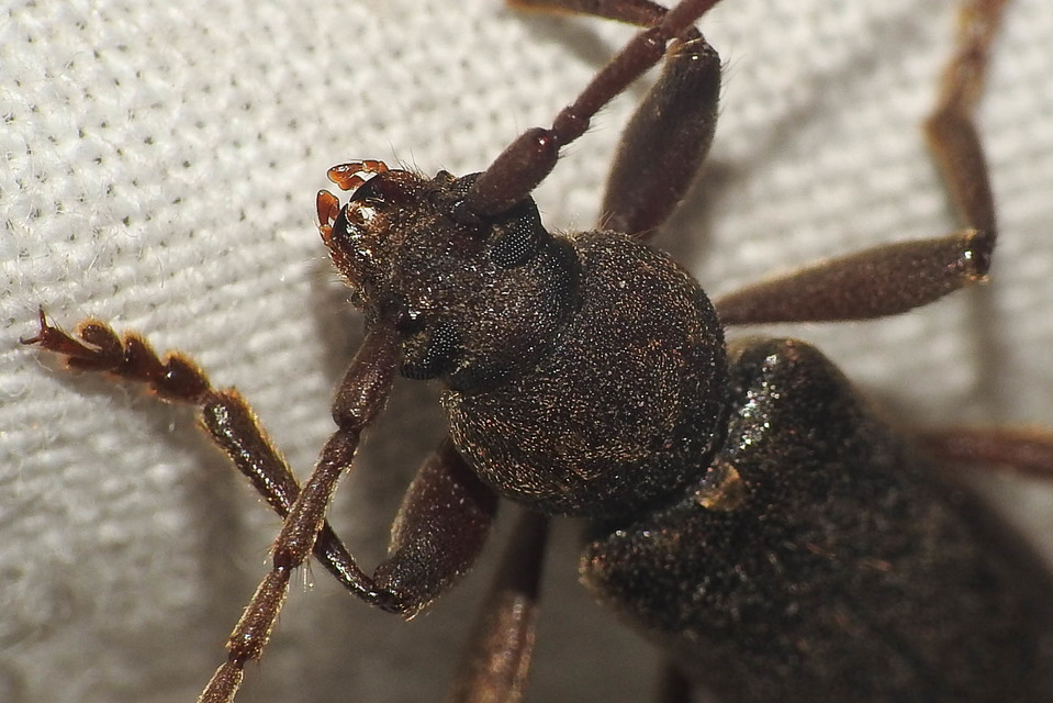Trichoferus campestris - szállóvendég éjicincér