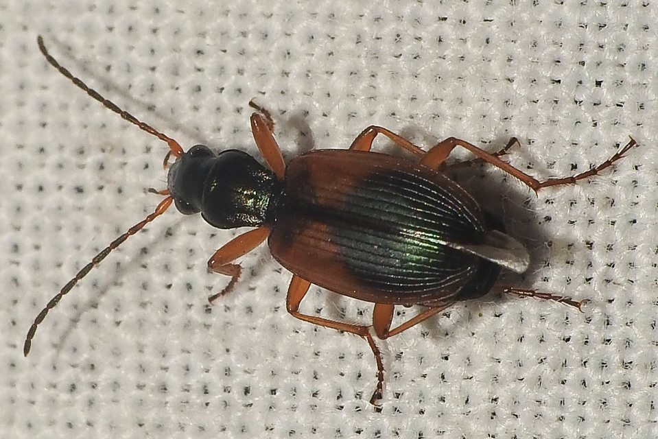 Anchomenus dorsalis - hátfoltos kisfutó