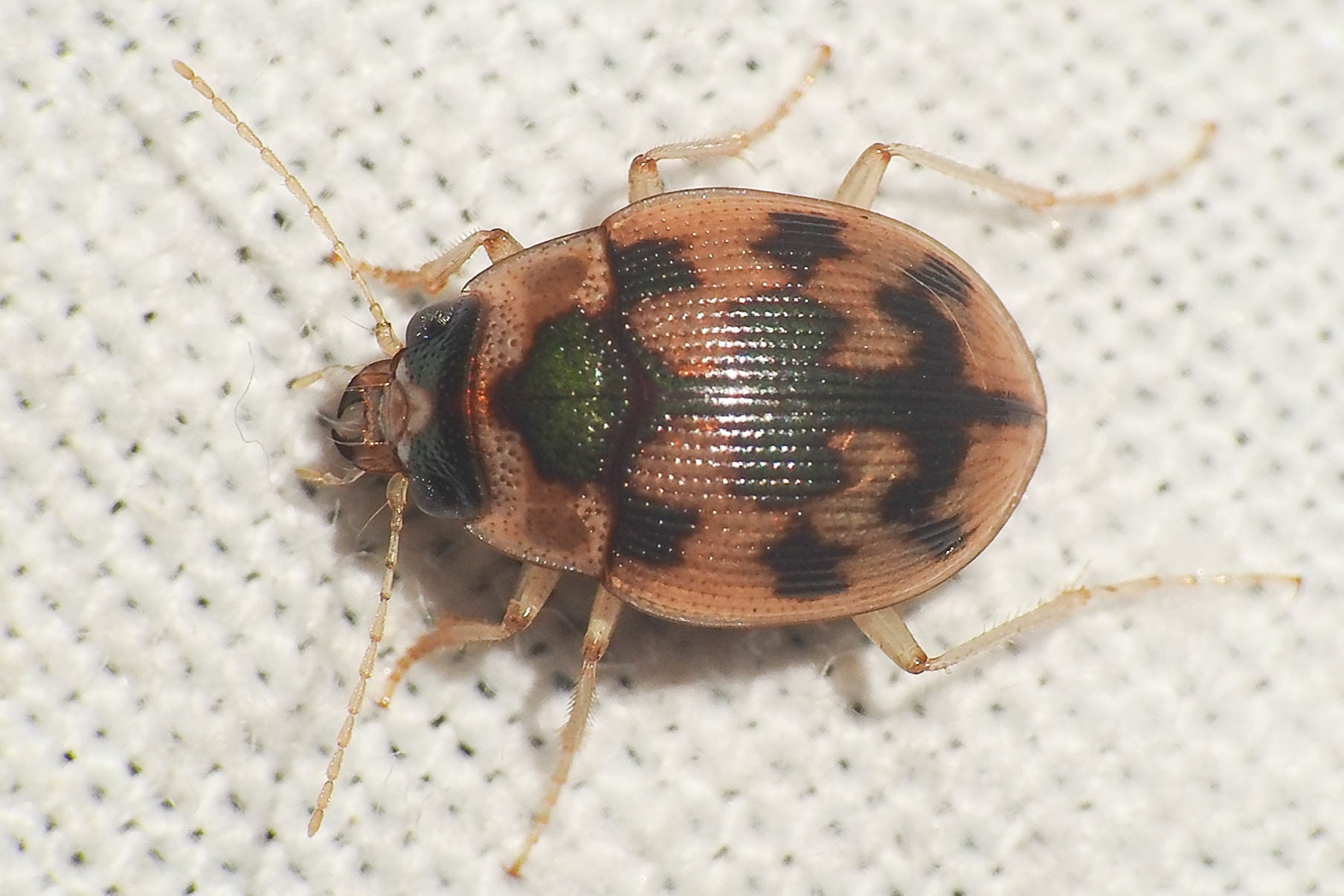 Omophron limbatum - gömböcfutó