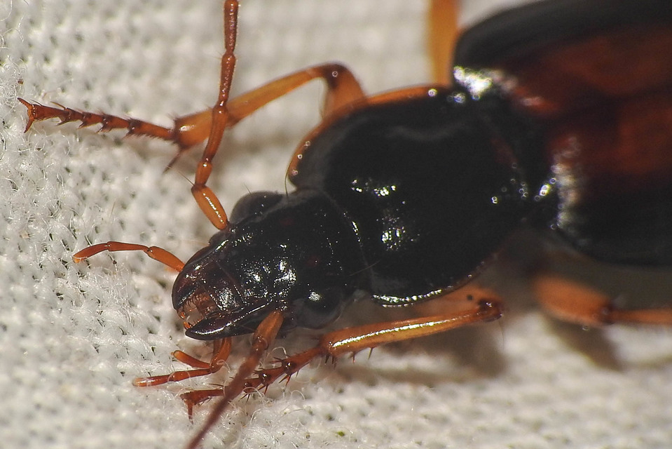 Dolichus halensis - hantfutó