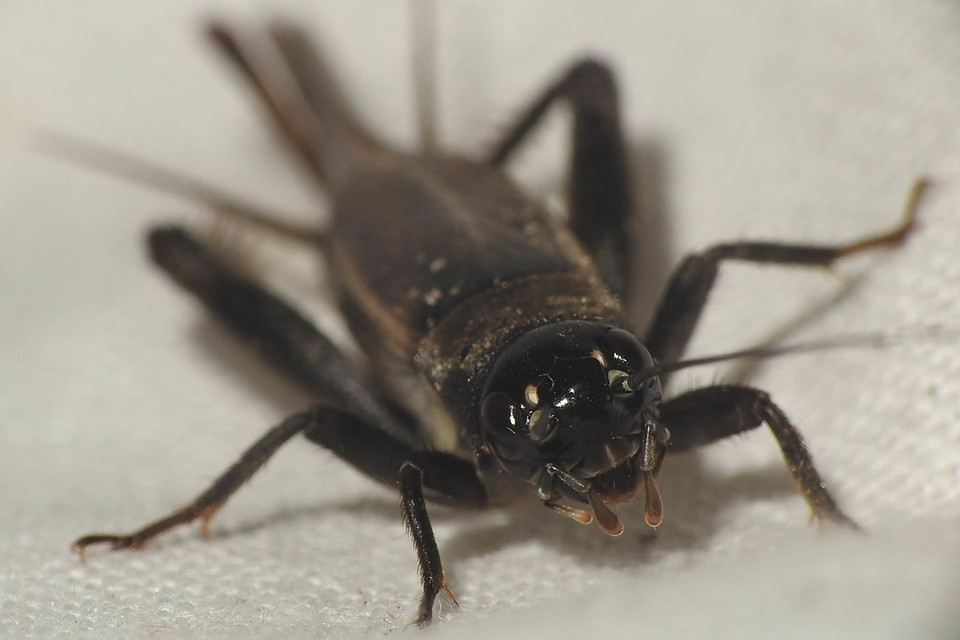 Eumodicogryllus bordigalensis - bordói tücsök