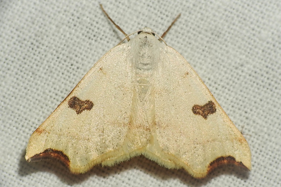 Eilicrinia cordiaria - fehér fűzfaaraszoló