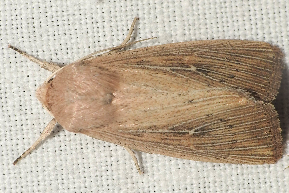 Leucania obsoleta - pontozott rétibagoly