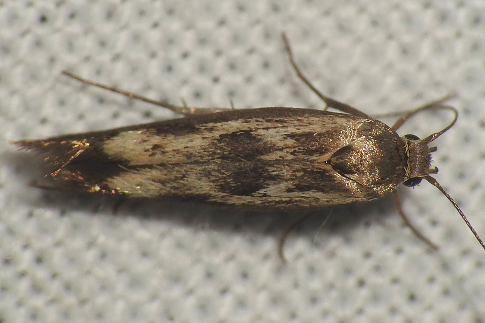 Scythris limbella - parajfonó zöldmoly