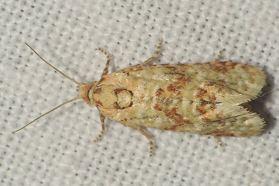 Aethes williana - gyopár-fúrómoly