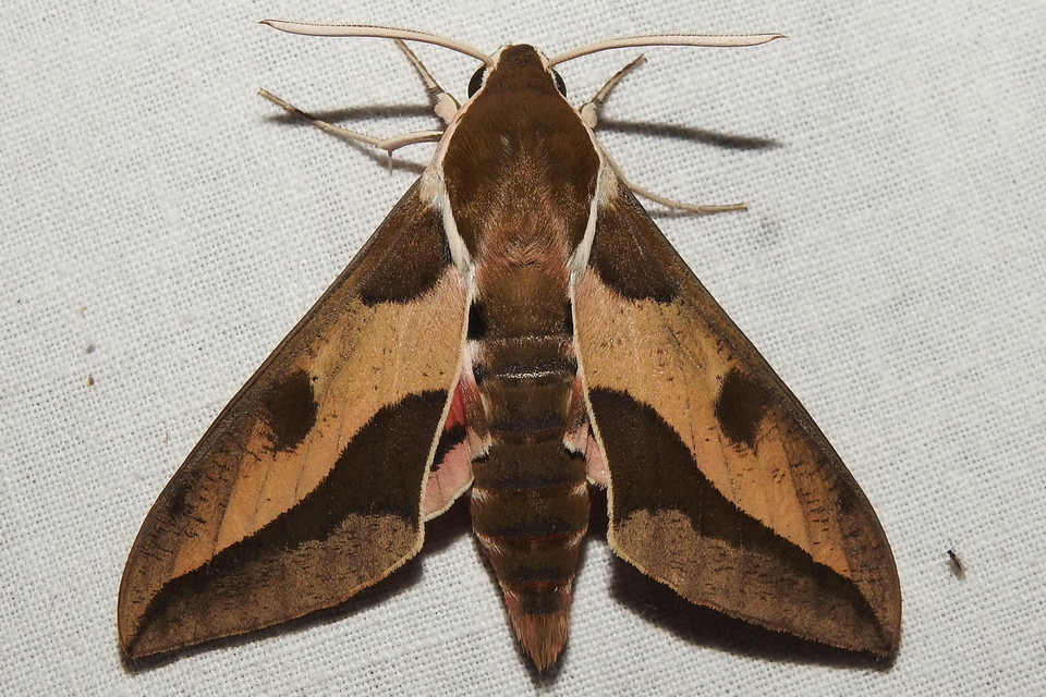 Hyles euphorbiae - kutyatejszender