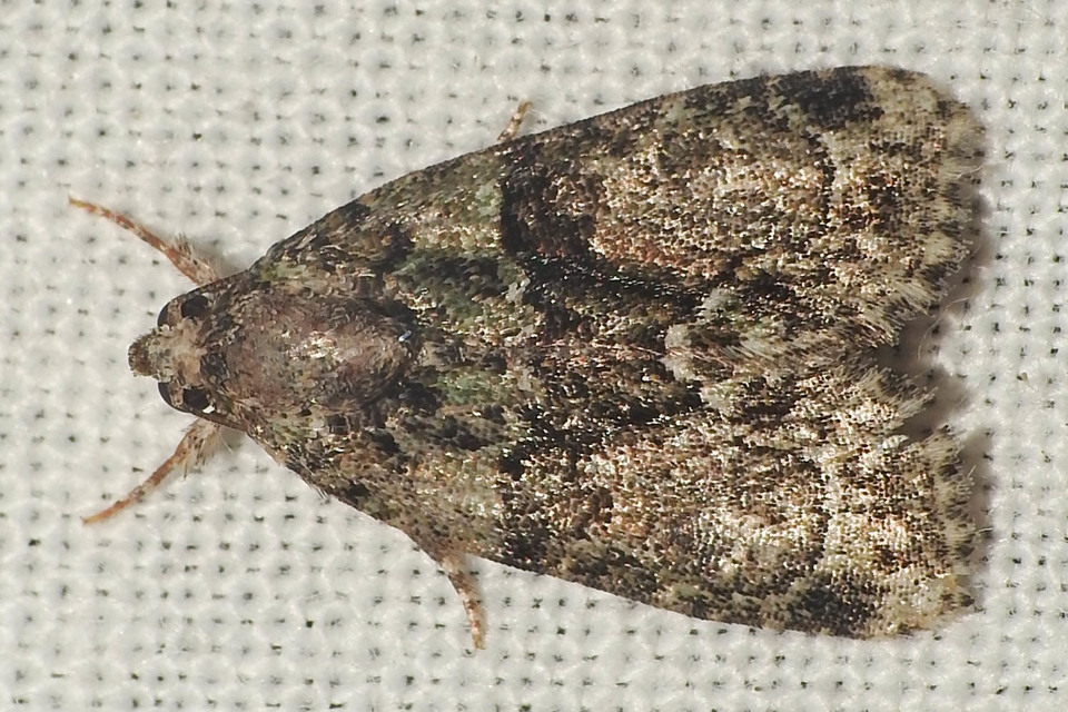 Cryphia algae - sárgászöld zuzmóbagoly