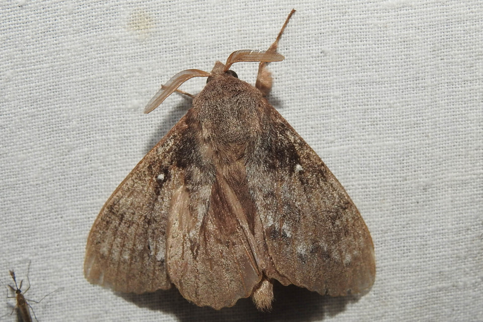 Dendrolimus pini - fenyőpohók