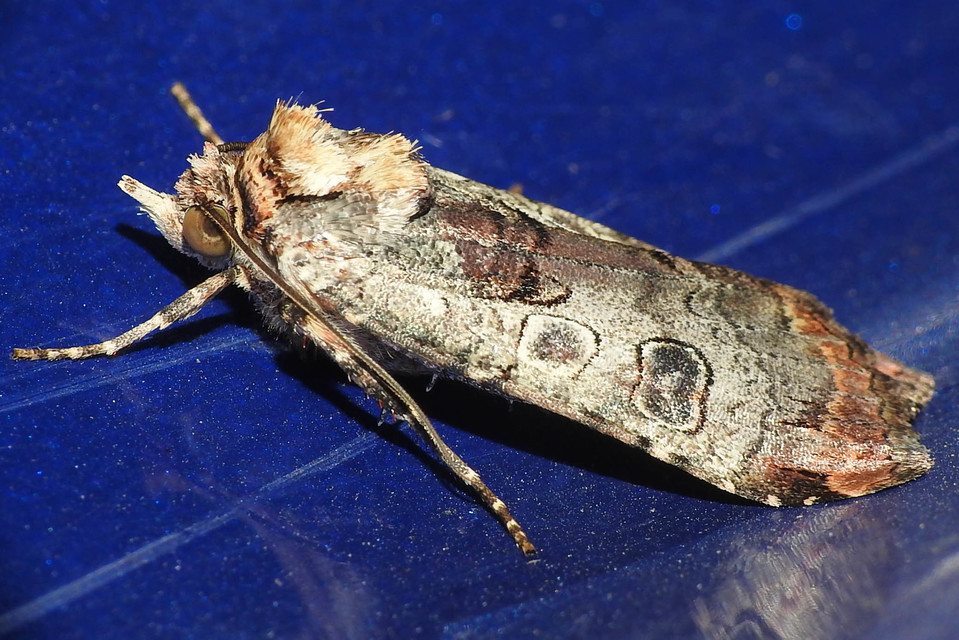 Epilecta linogrisea - karcsú sárgafűbagoly