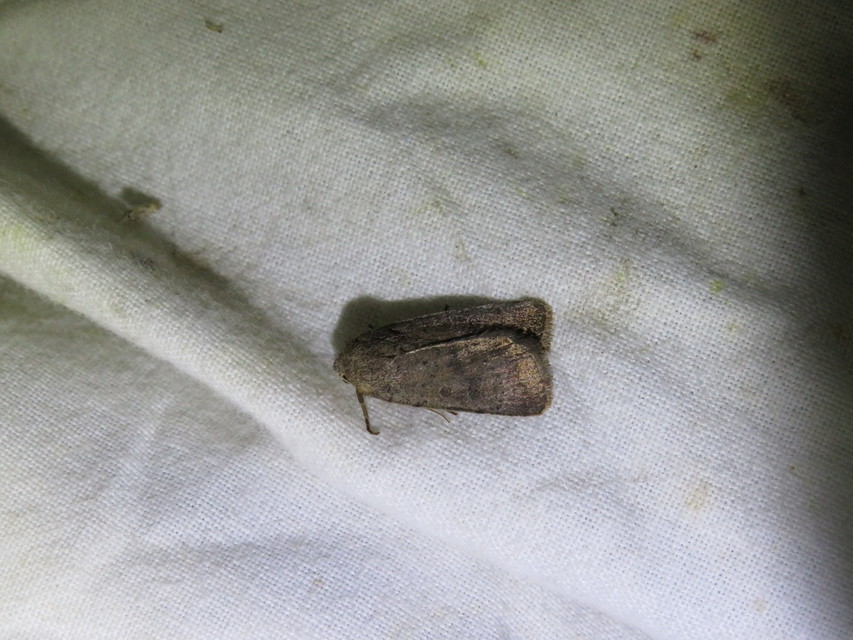 Hoplodrina octogenaria - barna selymesbagoly
