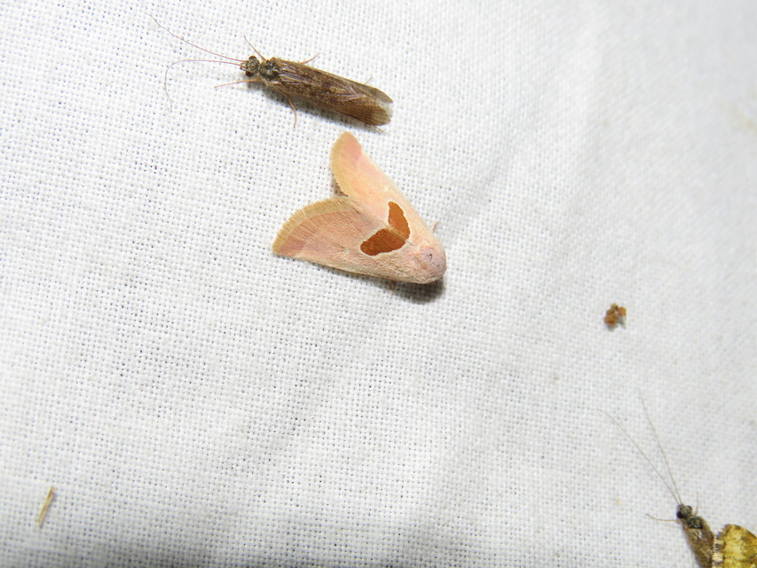 Calymma communimacula - pajzstetűfaló bagoly