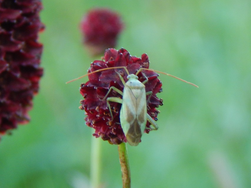 Adelphocoris lineolatus - lucernapoloska