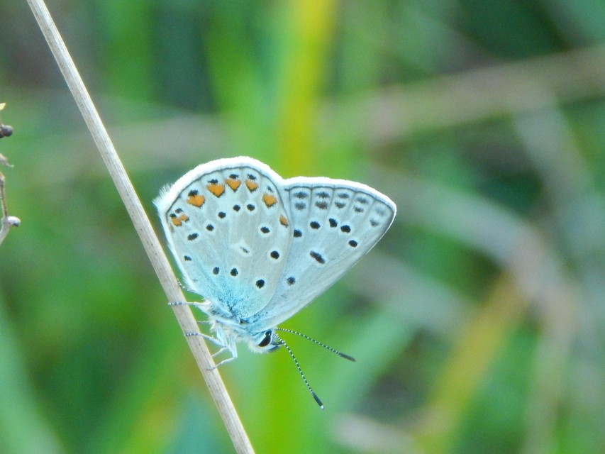 Polyommatus icarus - közönséges boglárka