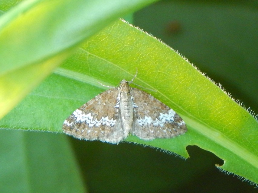Perizoma alchemillata - árvacsalán-araszoló