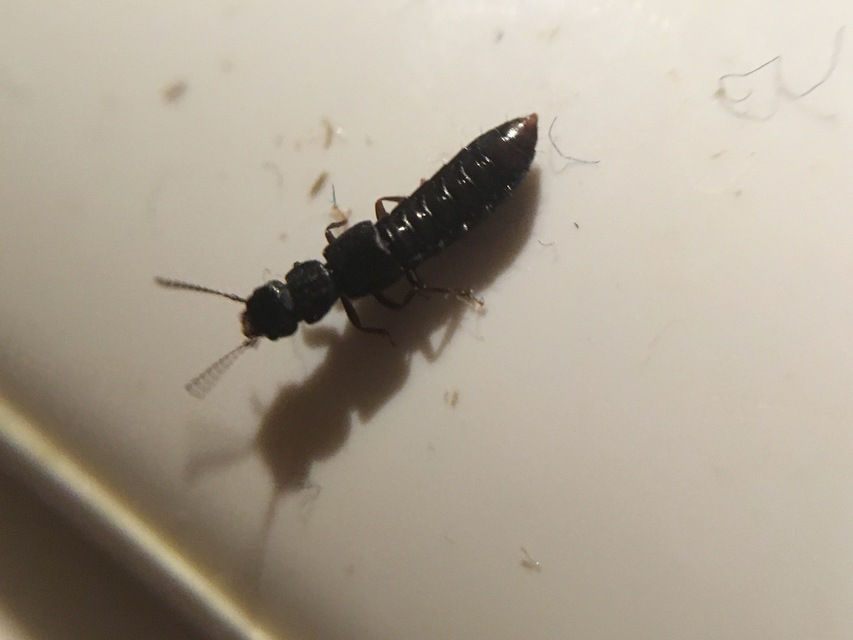 Anotylus Anotylus