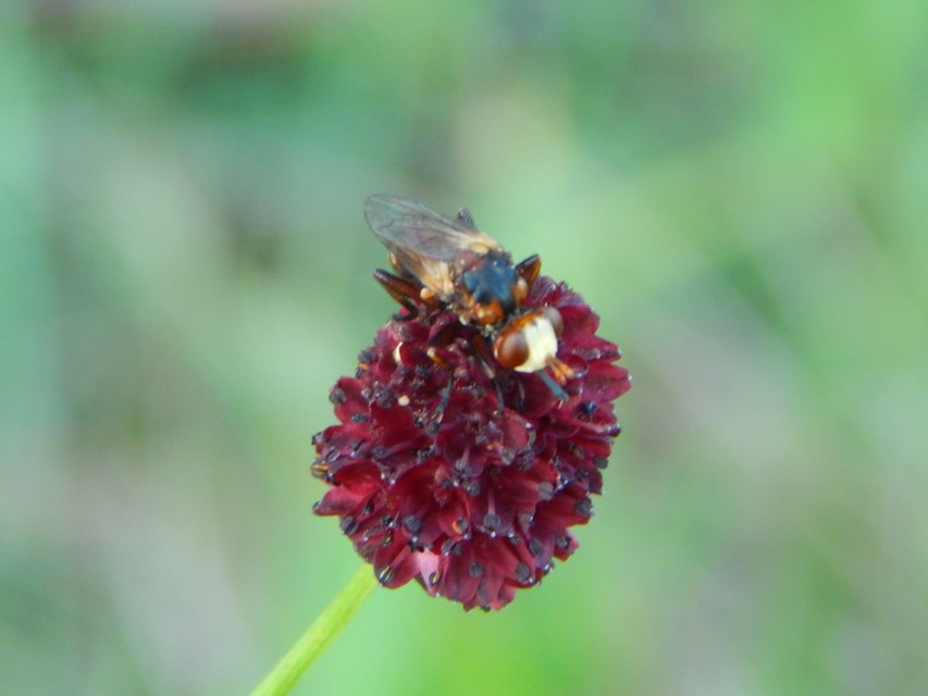 Sicus