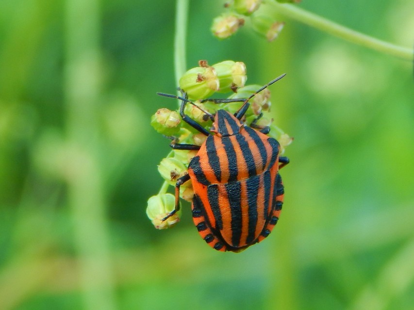 Graphosoma italicum - csíkos pajzsospoloska