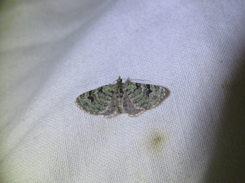 Chloroclystis v-ata - zöldes törpearaszoló