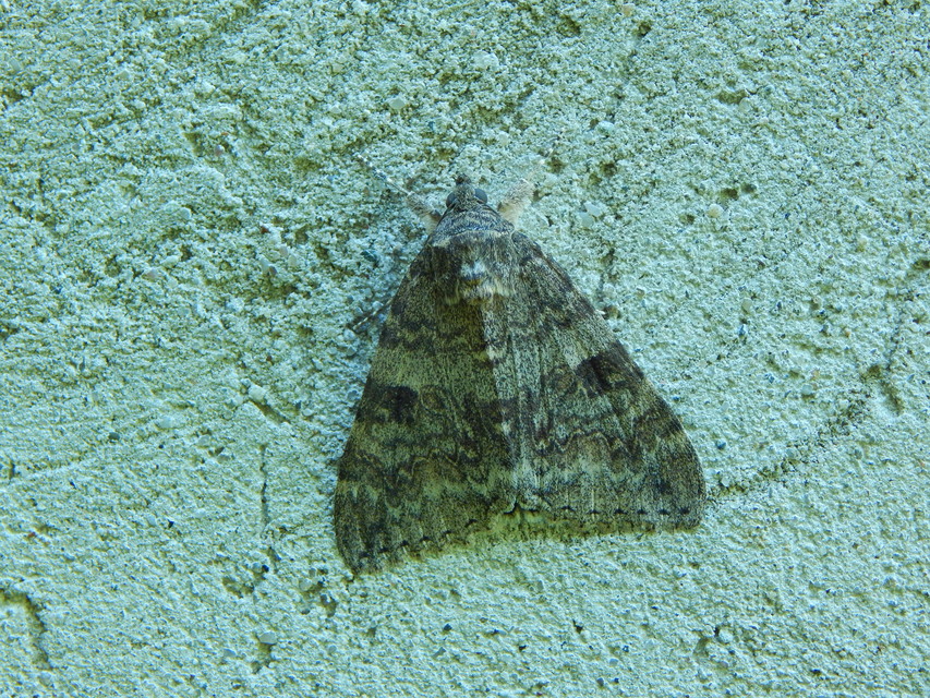 Catocala nupta - piros övesbagoly