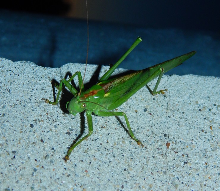 Tettigonia viridissima - zöld lombszöcske