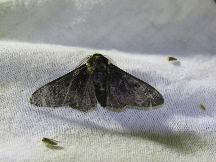 Biston betularia - szürkepettyes araszoló