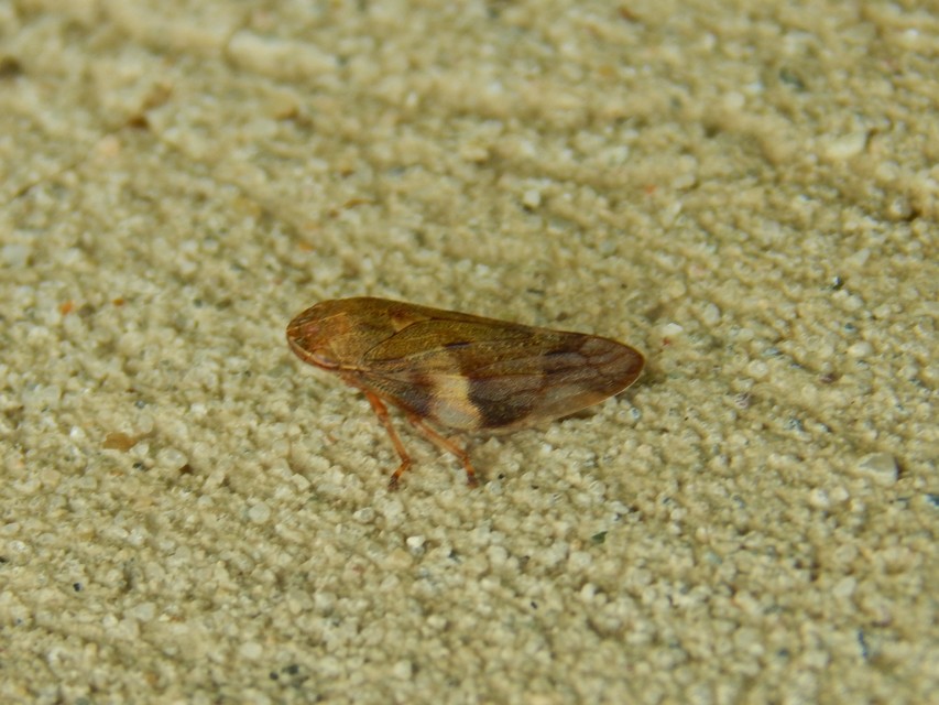 Aphrophora alni